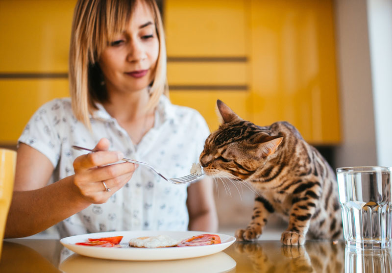 تصویر یک گربه و صاحبشو بهترین غذای گربه